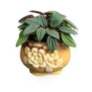 Peperomia Rosso - Bring calm, love, and positivity into your home