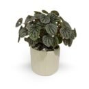 Peperomia Caperata – Heart-Leaf Indoor Plant | Rare Air-Purifying & Positive-Energy Gift for Home Décor