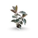 Rubber Plant Variegated