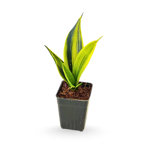 Sansevieria (Snake Plant) Golden Flame