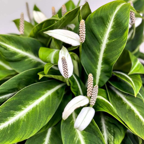 Spathiphyllum ‘Silver Streak’ – Variegated Peace Lily - Image 2