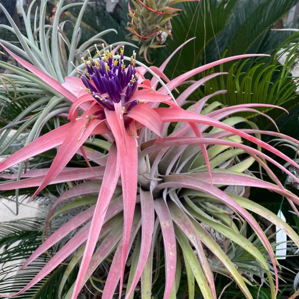 Air Plant - tillandsia 'capitata peach' (Large) - Image 2
