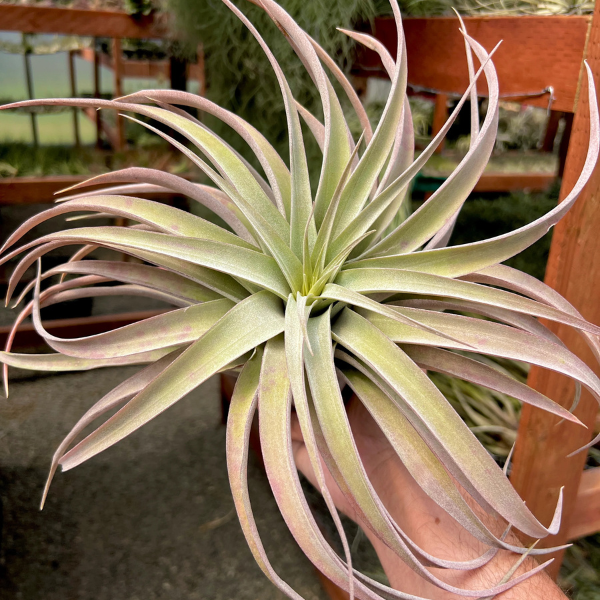 Air Plant - tillandsia 'capitata peach' (Large)