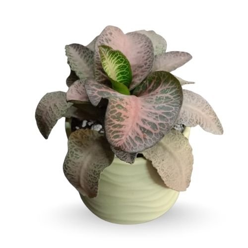 Euphorbia Francoisii ‘Maroon’ | Rare Exotic Collectors’ Plant