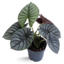 Alocasia ‘Nebula’ – Rare Metallic-Leaf Indoor Plant