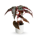 Begonia Black Magic