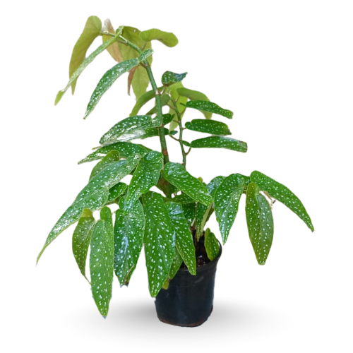 Begonia maculata ‘Tamaya’ – Polka-Dot Cane