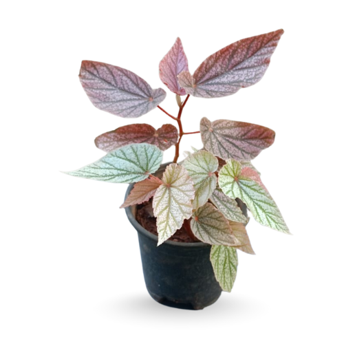 Begonia ‘Maurice Amey’ – Rare Metallic Foliage Indoor Plant