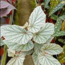 begonia snowcapped