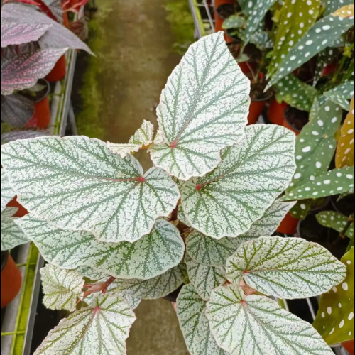 Begonia ‘Snow Capped’ – Indoor Foliage Plant with Silver-White Leaves