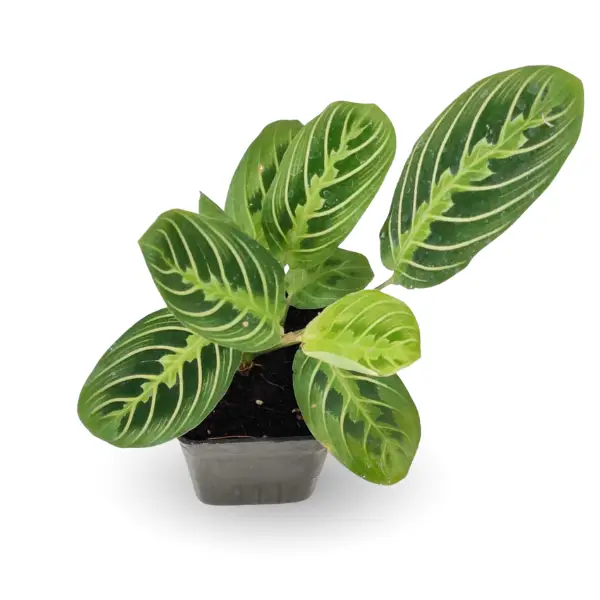 Calathea ‘Lemon Lime’ – Bright Indoor Foliage Plant