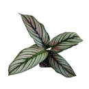 Calathea majestica ‘White Star’ – Elegant Tropical Foliage Plant