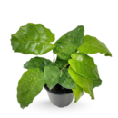 Calathea ‘Network’ – Rare Mosaic Leaf