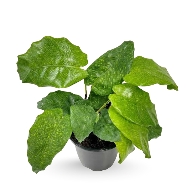 Calathea ‘Network’ – Rare Mosaic Leaf