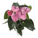 Anthurium Cavalli® – Light Purple Indoor Flowering Plant