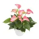 LIVIUM® Red Anthurium – The First Natural Striped Pot Anthurium