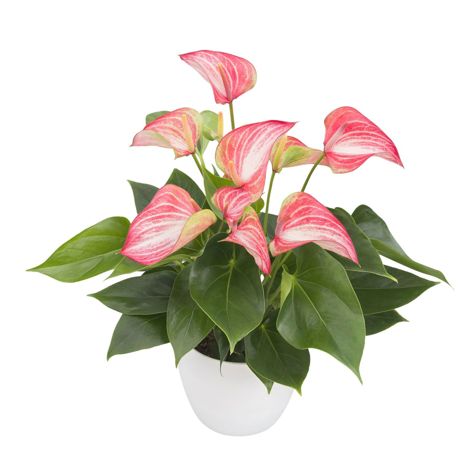LIVIUM® Red Anthurium – The First Natural Striped Pot Anthurium