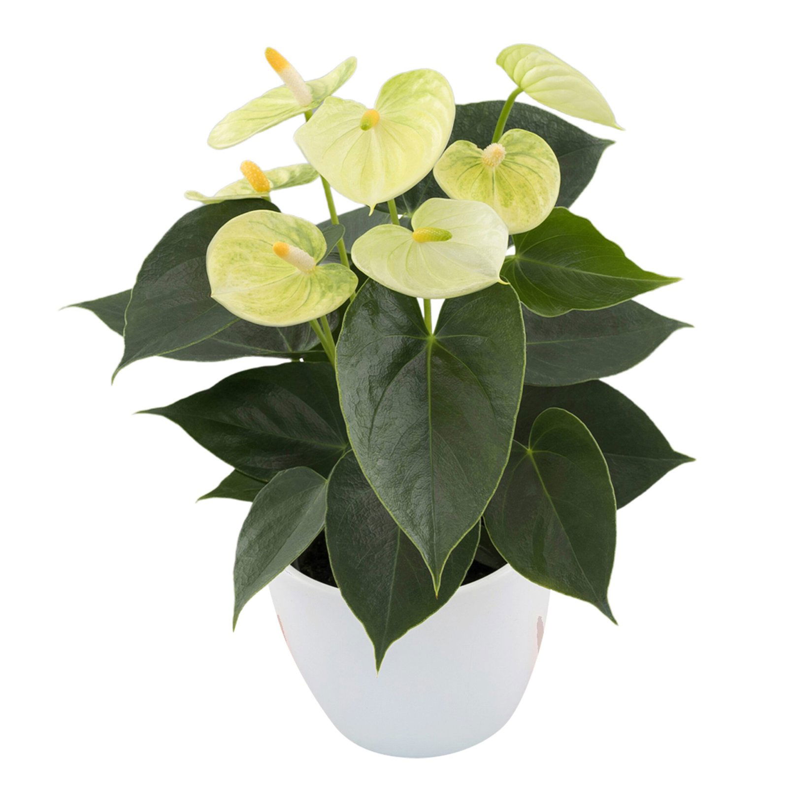 Anthurium Vanilla® – Unique White Indoor Flowering Plant