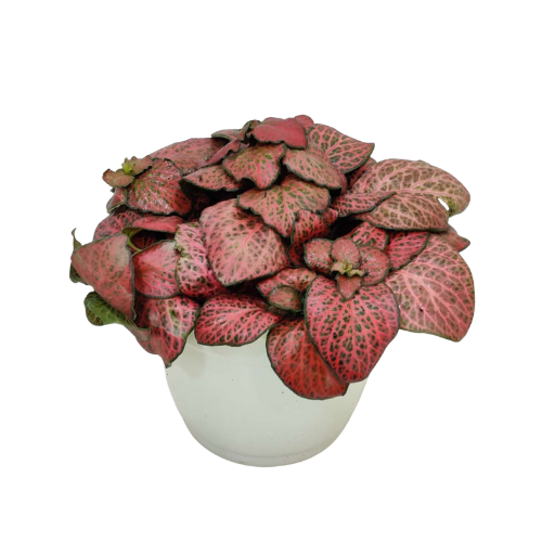 Fittonia red