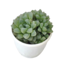 Haworthia Cooperi varigared dielsiana