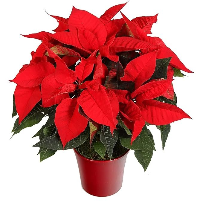 Poinsettia Red - Christmas Plant