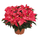 Poinsettia Red Glitter (Large Size)