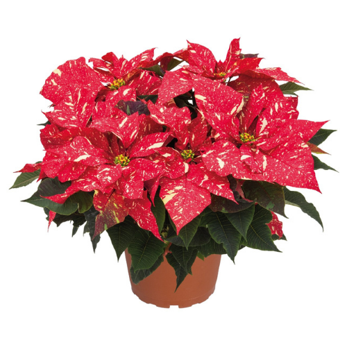 Poinsettia Red Glitter (Large Size)