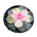 Echeveria ‘Rainbow’ Variegated – Rare Colorful Succulent