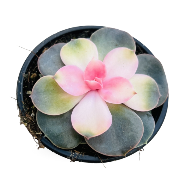 Echeveria ‘Rainbow’ Variegated – Rare Colorful Succulent