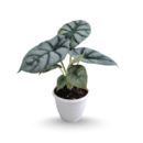 Alocasia ‘Silver Dragon’ – Rare Alocasia