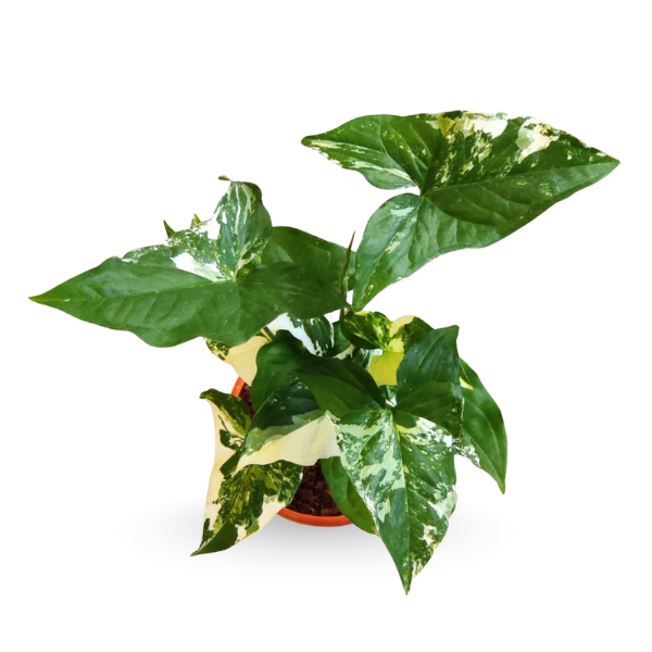 Syngonium Albo Variegated – Rare Indoor Vine - Image 2
