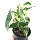 Syngonium Albo Variegated – Rare Indoor Vine