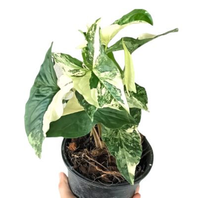 Syngonium Albo Variegated – Rare Indoor Vine