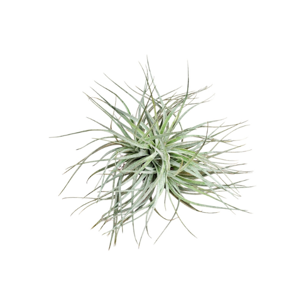 Tillandsia secunda ‘Silver’ –  Air Plant