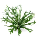 Asplenium nidus ‘Variegated’ – Rare Bird’s Nest Fern