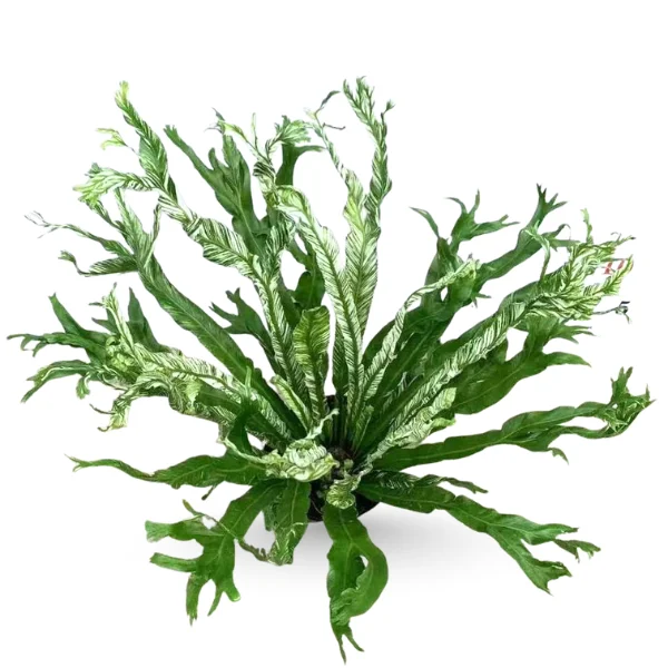 Asplenium nidus ‘Variegated’ – Rare Bird’s Nest Fern