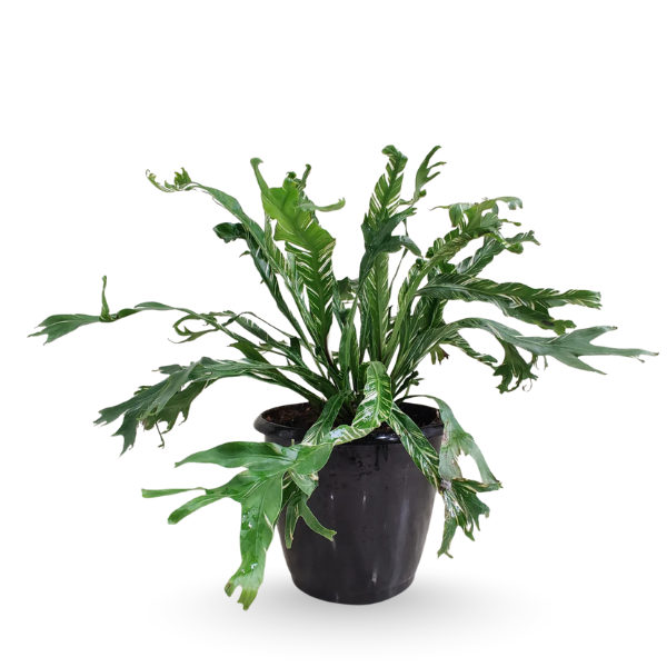 Asplenium nidus ‘Variegated’ – Rare Bird’s Nest Fern - Image 3