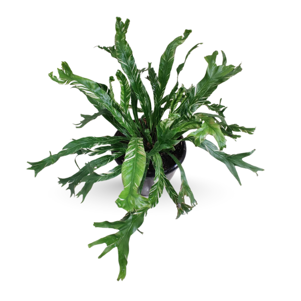 Asplenium nidus ‘Variegated’ – Rare Bird’s Nest Fern - Image 4