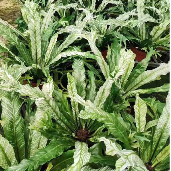 Asplenium nidus ‘Variegated’ – Rare Bird’s Nest Fern - Image 2