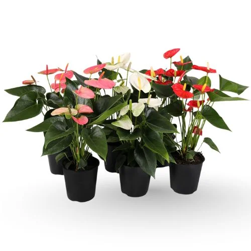 Anthurium Color Pop Pack