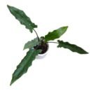 Alocasia Lauterbachiana