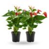 Anthurium Red Combo