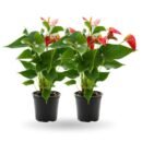 Anthurium Red Combo