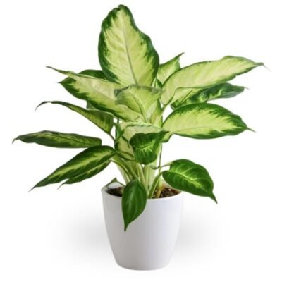 Dieffenbachia Camille Plant