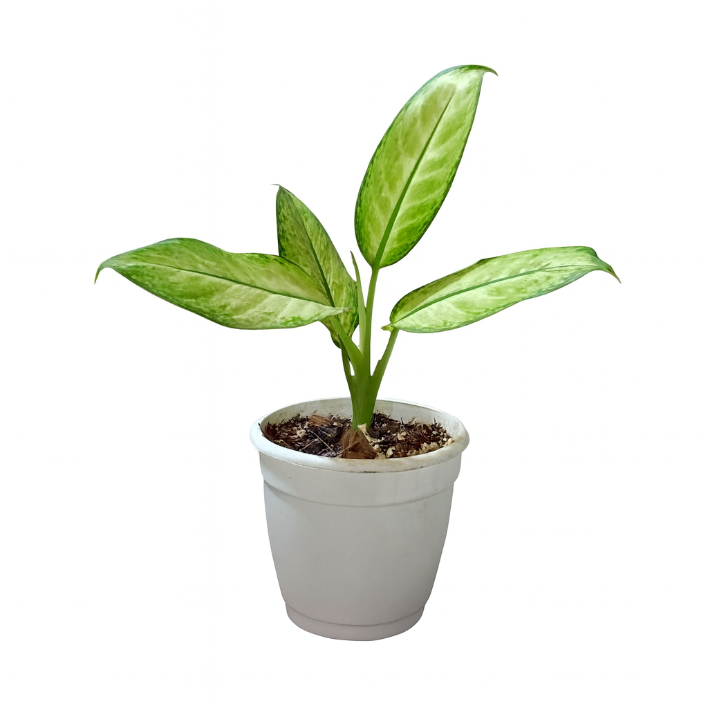 Dieffenbachia Camille Plant