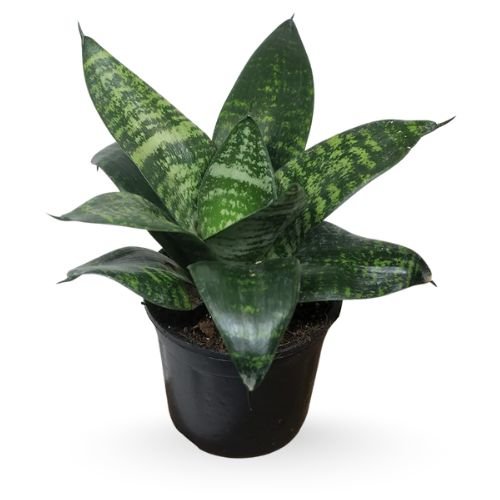 Sansevieria Green Dwarf Snake Plant