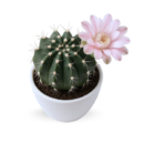 Gymnocalycium Mihanovichii (Rare) with Soft Pink Flower
