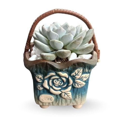 Laxmi Kamal Succulent – Symbol of Prosperity in Basket Ceramic Gifting Pot