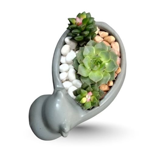 Sandrose or Sunrise and Laxmi Kamal Succulent in Decorative Pot – Elegant Gift Set