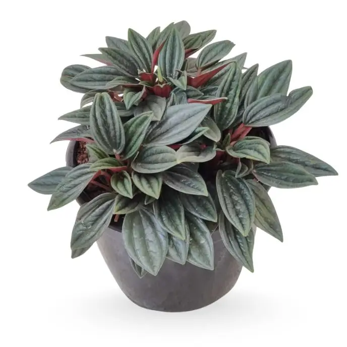 Peperomia caperata Rossa Plant